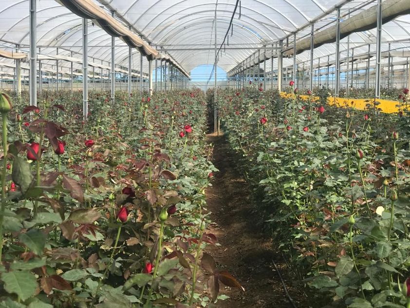 A colheita das rosas é realizada todos os dias. O cultivo envolve várias etapas -  desde o preparo de mudas até a brotação da rosa - levando cerca de seis meses.  As rosas são enviadas à cidade de Holambra, em São Paulo, para distribuição pelo Brasil. Afinal, Holambra é o maior centro de produção de flores da América Latina. 