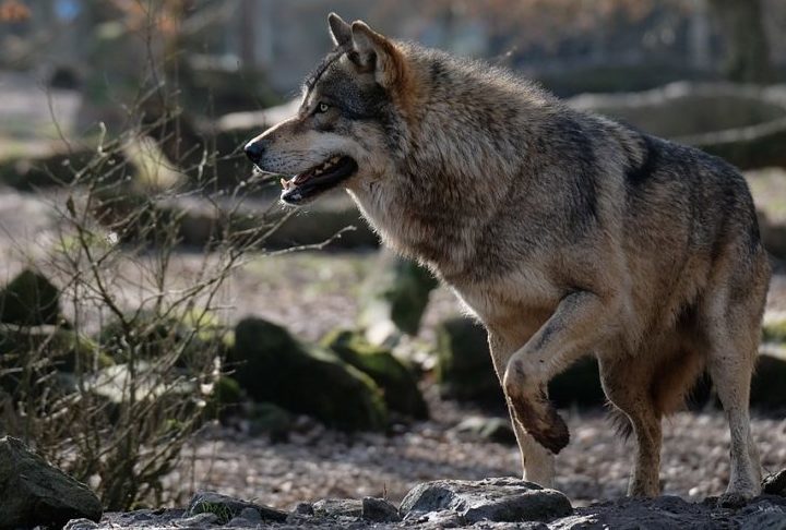A contaminação pode ocorrer quando os lobos compartilham presas com esses felinos ou entram em contato direto com suas carcaças ou suas fezes. Outra descoberta é a tendência de lobos infectados se afastarem de sua área de origem. 