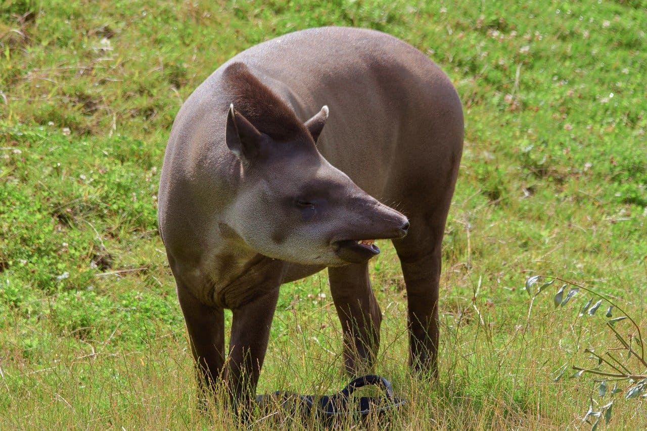 Mas também podem comer cascas de árvores e sementes. Sua dieta varia de acordo com a disponibilidade de alimentos em seu habitat.