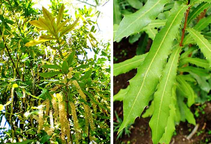 A macadâmia também é conhecida por suas gorduras monoinsaturadas, especialmente o ácido palmitoleico, também conhecido como ômega 7. Essas gorduras ajudam a aumentar o metabolismo, promovem a queima de gordura e reduzem o armazenamento de gordura no corpo. Isso reduz o risco de doenças cardiovasculares, como infartos e derrames.