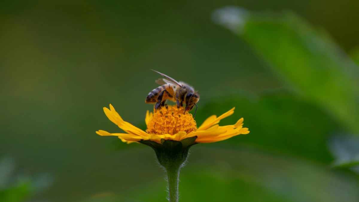 Na foto a espécie Apis-mellifera, conhecida como Abelha-europeia