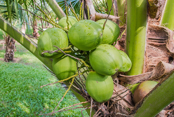 Produtos como coco, bananas e baunilha são cultivados tanto para consumo interno quanto para exportação.