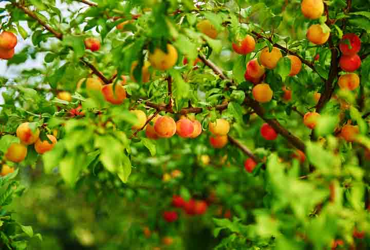 O consumo regular de ameixas pode, portanto, ser uma estratégia eficaz para garantir a saúde dos ossos, especialmente em pessoas mais velhas, que são mais suscetíveis a condições como a osteoporose.