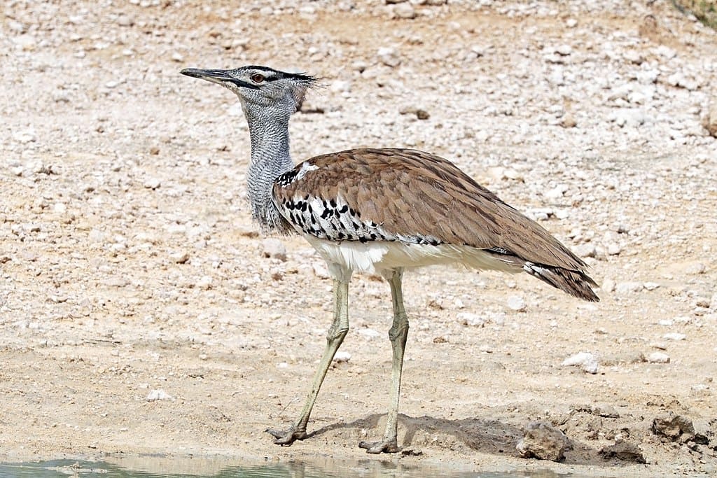 KORI BUSTARD - A maior ave voadora, atingindo 1,2 metros de altura e pesando até 19 kg. Tem plumagem marrom acinzentada e pernas fortes, sendo um excelente corredor.