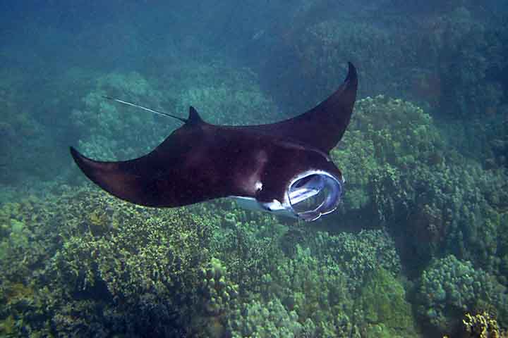 Depois, o aquário deu a triste notícia em seu perfil nas redes sociais de que Charlotte, infelizmente, havia morrido. Estamos tristes em anunciar, depois de continuar o tratamento com sua equipe médica e especialista, que nossa Charlotte faleceu hoje”, dizia o comunicado.