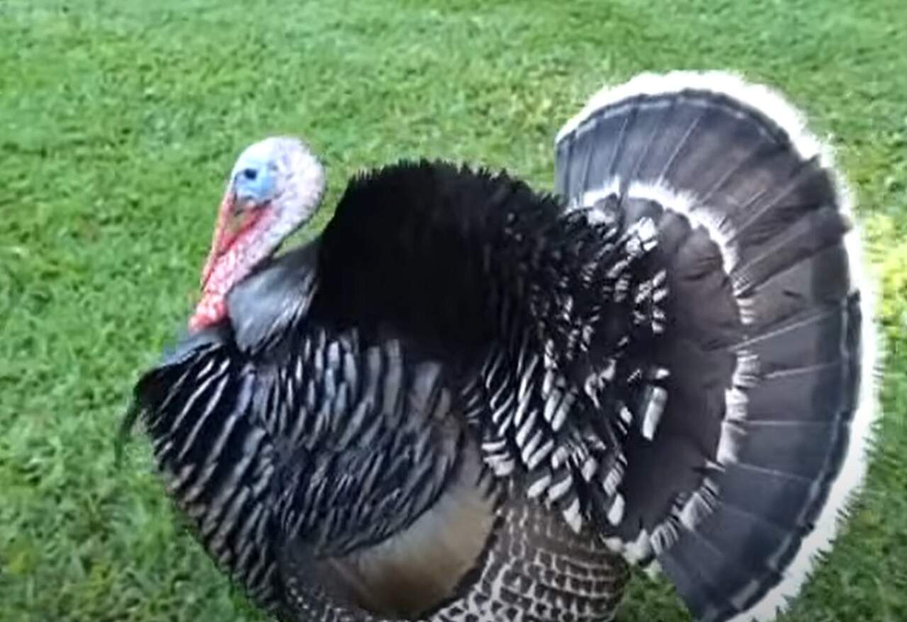 O peru é uma ave com origens curiosas e uma rica história ligada às tradições natalinas. Ele é nativo da América do Norte, onde vive em estado selvagem. 