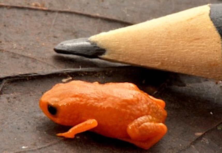 Uma nova espécie de sapo foi batizada de Brachycephalus lulai em homenagem ao presidente Lula. O anfíbio mede cerca de 8 mm, vive na Mata Atlântica de Santa Catarina e teve a descrição publicada em revista científica.