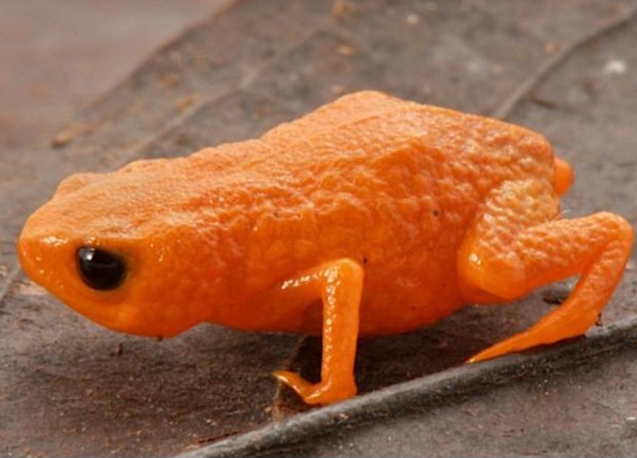 A descoberta chama atenção para a biodiversidade ainda pouco conhecida do bioma. Segundo os pesquisadores, os estudos reforçam a  importância da conservação ambiental.