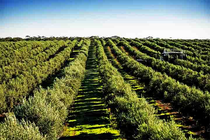 Há registros de oliveiras cultivadas há mais de seis mil anos na região do Mediterrâneo, especialmente em países como Grécia e Egito, além da região da Palestina.
