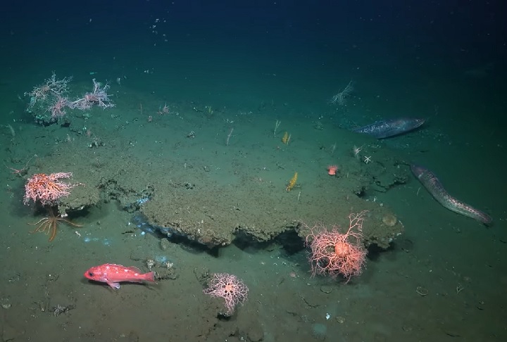 Com isso, essas bactérias conseguem produzir energia a partir do metano, sem precisar da luz do Sol para sobreviver.