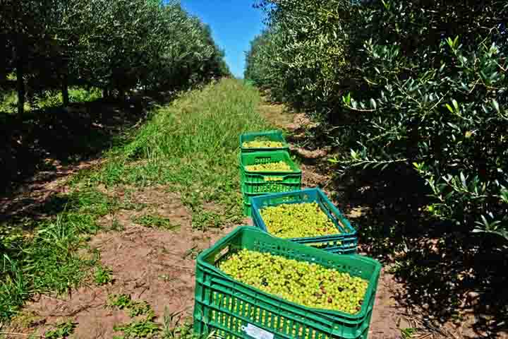 As azeitonas são colhidas no ponto ideal de maturação - nem verdes demais, nem excessivamente maduras - e levadas rapidamente ao lagar para evitar a oxidação. O processo de extração tradicional envolve a trituração das frutas, que libera uma pasta composta por óleo, água e sólidos. Em seguida, essa mistura é prensada ou centrifugada para separar o azeite puro. 
