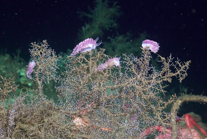 Um grupo de pesquisadores de vários países encontrou diversos animais e microrganismos nunca antes vistos durante uma expedição na costa do Chile. 
