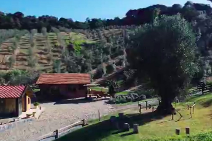 Nesta edição, participaram cinco continentes e azeites de 57 países, mas a seleção ficou restrita a cerca de 500 fazendas consideradas de “excelência”. 
