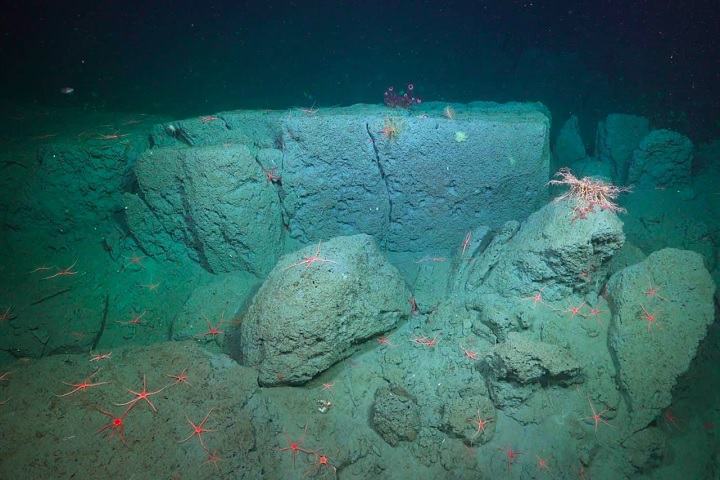 Eles acreditam ter identificado até 60 espécies que até então eram desconhecidas pela ciência.