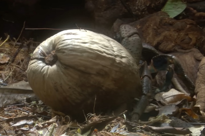 Com suas poderosas pinças, ele quebra os cocos para consumir a polpa.