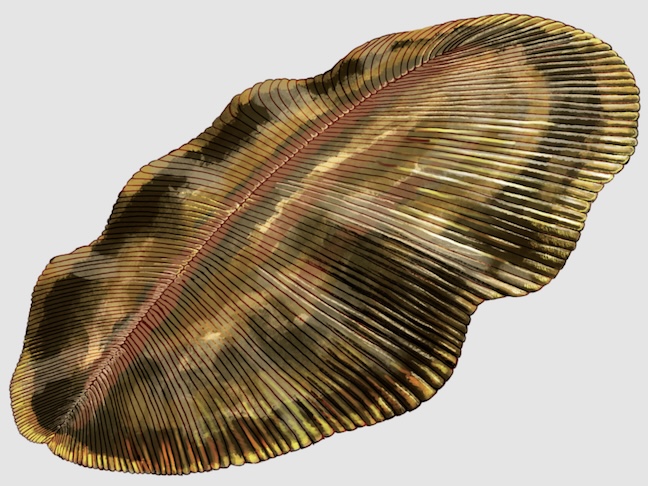 Há indícios de que a Dickinsonia habitava mares rasos do período Ediacarano.