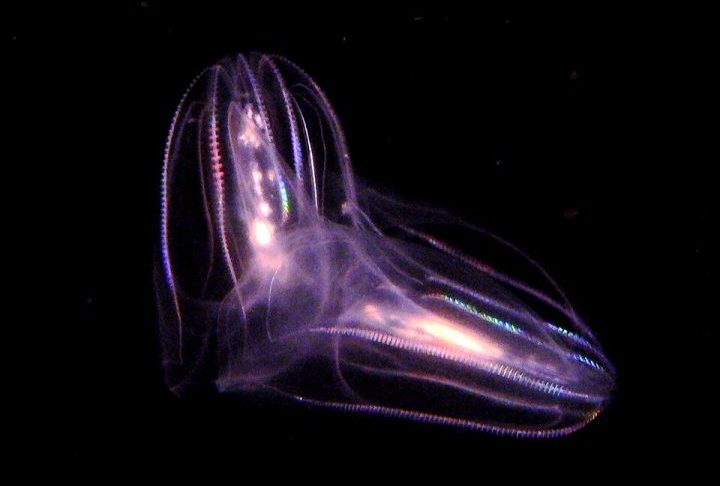 Ctenóforos (águas-vivas-pente): Alguns estudos genéticos os colocam como o primeiro grupo animal a se ramificar da árvore evolutiva.