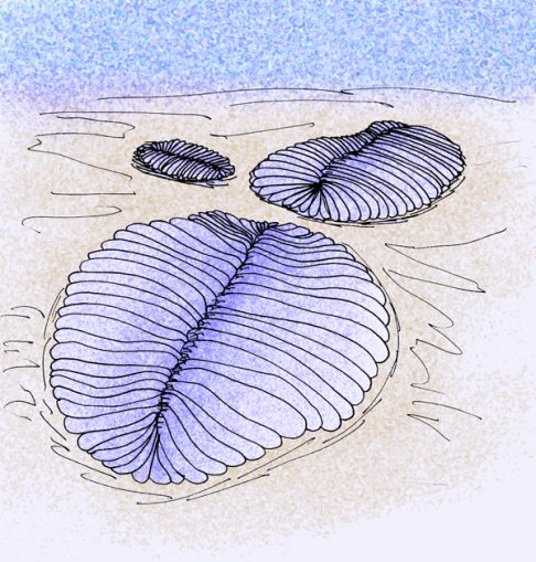 Visualmente, o corpo da Dickinsonia era achatado e mole, variando de poucos milímetros a mais de um metro. 