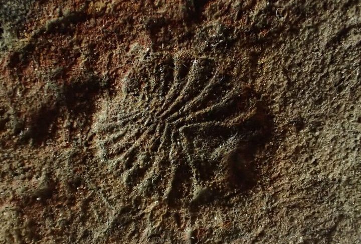 Por muito tempo, a ciência debateu se a Dickinsonia era animal, fungo ou alga.