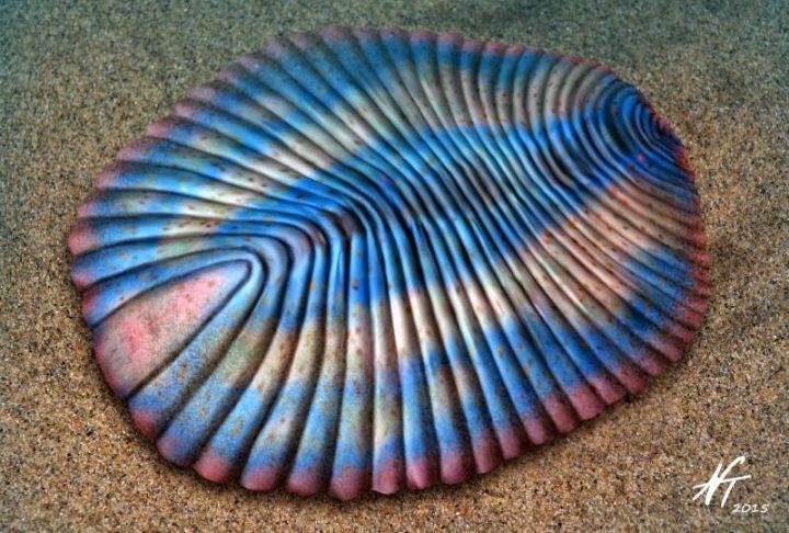 Ele representa o animal mais antigo conhecido, que viveu no período Ediacarano.