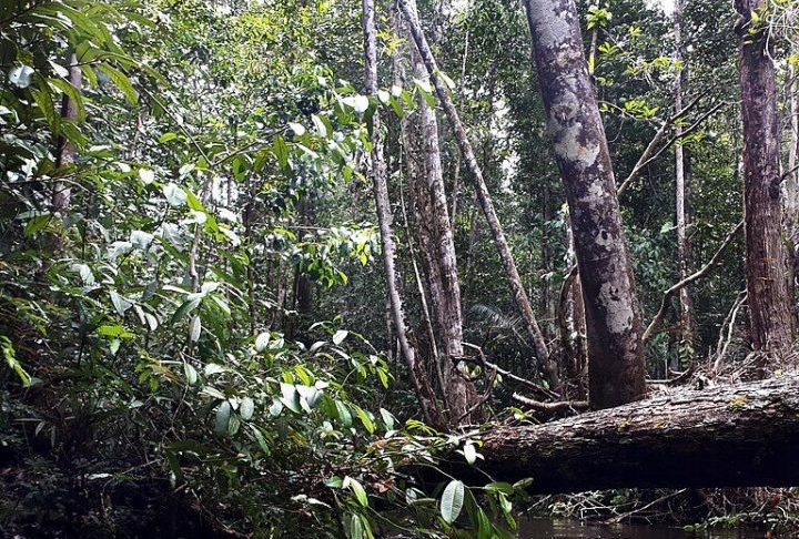 A Floresta Amazônica,  gigantesca, também registra fenômenos difíceis de explicar. Os 