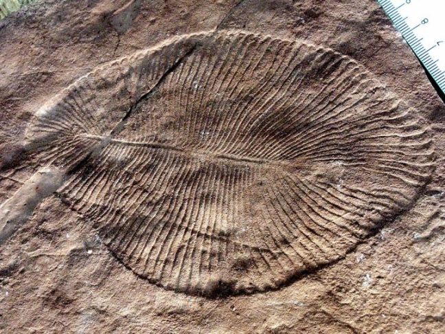 Datado de cerca de 558 milhões de anos, o fóssil de Dickinsonia é um dos mais importantes da paleontologia. 