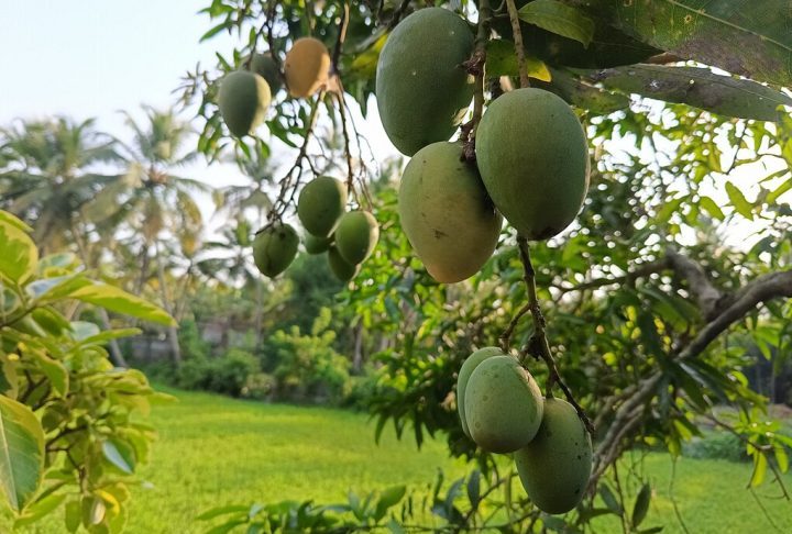 Hoje, o Brasil está entre os maiores produtores e exportadores de manga, com destaque para o Vale do São Francisco, região que abrange Minas Gerais, Bahia, Pernambuco, Sergipe e Alagoas. 