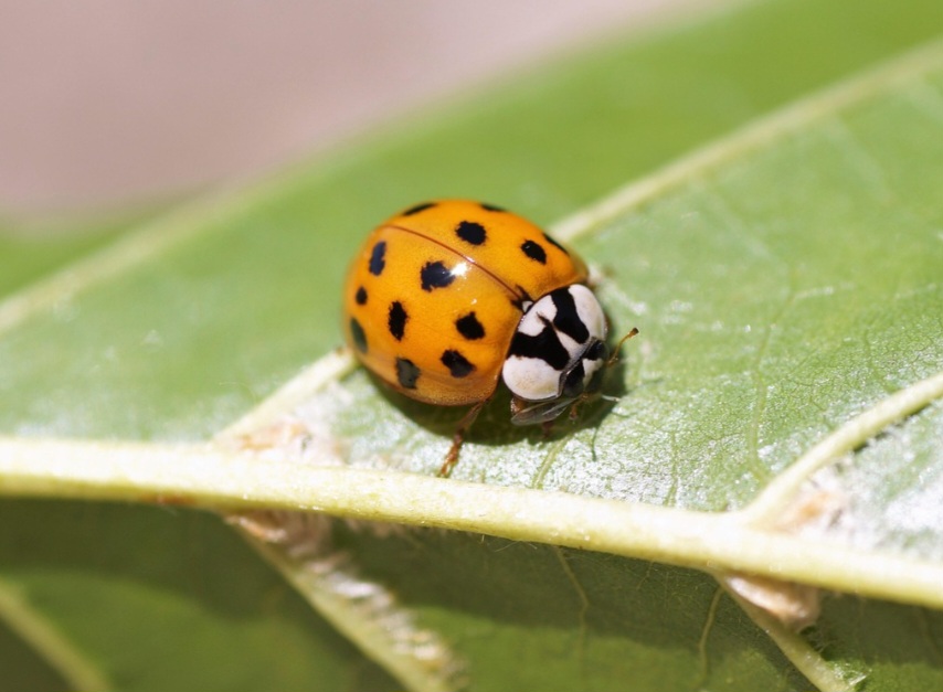 Algumas espécies, no entanto, têm dieta mais variada, consumindo pólen, fungos e até pequenos ácaros. Essa versatilidade ajuda a manter o equilíbrio ecológico.