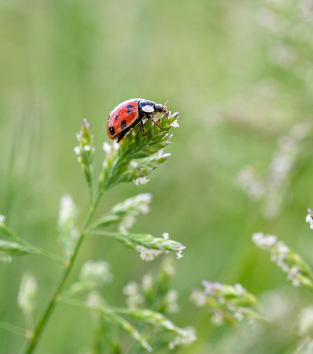 Entre os riscos que enfrentam estão a perda de habitat, pesticidas e a introdução de espécies invasoras. A joaninha asiática, por exemplo, compete com as nativas e pode desequilibrar ecossistemas.