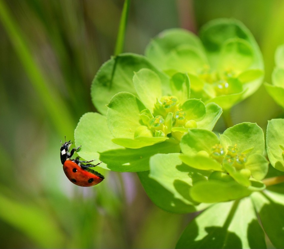 Além de serem úteis, são também apreciadas pela estética, servindo como inspiração em artes, brinquedos e até marcas comerciais. Sua imagem transmite delicadeza e alegria.