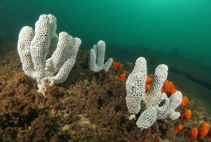 Esponjas: Evidências moleculares sugerem que as esponjas são uma das linhagens animais mais antigas, com o fóssil mais antigo encontrado datado de cerca de 542 milhões de anos.