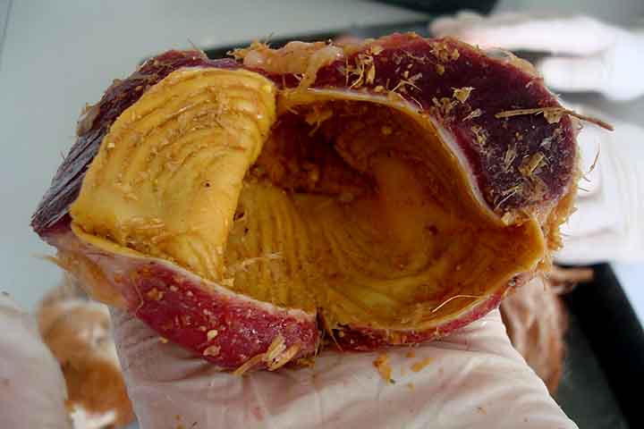 Seu corte e limpeza também são importantes. Remover membranas e epitélio glandular melhora textura e evita sabores ou odores indesejados.
