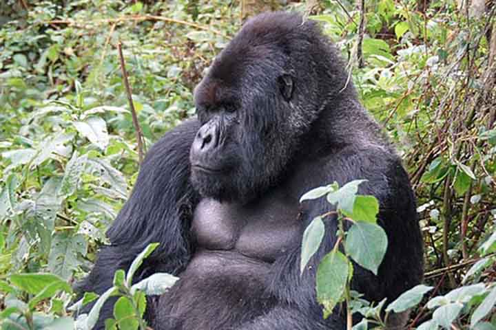 As gorilas-da-montanha, espécie que tem o nome científico Gorilla beringei beringei, acabam de se juntar a um grupo raro de espécies que apresentam menopausa, uma condição até pouco tempo considerada exclusiva dos seres humanos. 
