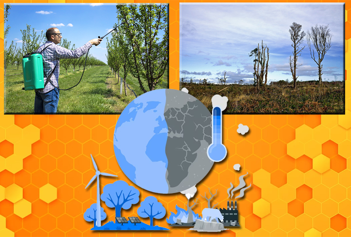 Inseticidas, desmatamento e mudanças climáticas são apontados como os principais fatores que resultam no desaparecimento delas.