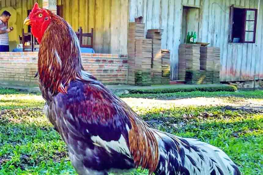 Por causa do porte e da beleza, com penas de cores sortidas, essas aves podem ser ornamentais em algumas propriedades.