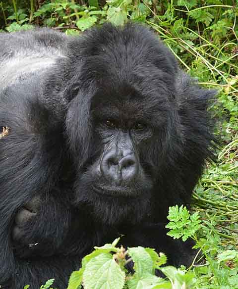 A maioria dessas fêmeas tinha mais de 35 anos, limite máximo já observado para partos na natureza, e não havia tido relações por mais de sete anos e meio. Segundo as estimativas, elas passam cerca de 10% da vida adulta - iniciada aos dez anos - nesse estágio, um percentual semelhante ao da menopausa humana.

