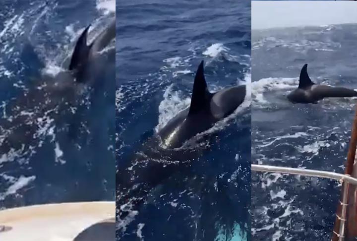 Dois dias depois, no mesmo local, um grupo de três orcas atingiu um iate, perfurando o leme. Mais uma vez, ele percebeu a orientação da mãe:  “As duas pequenas orcas observaram a técnica da maior e, com uma leve correria, também batiam no barco”. 