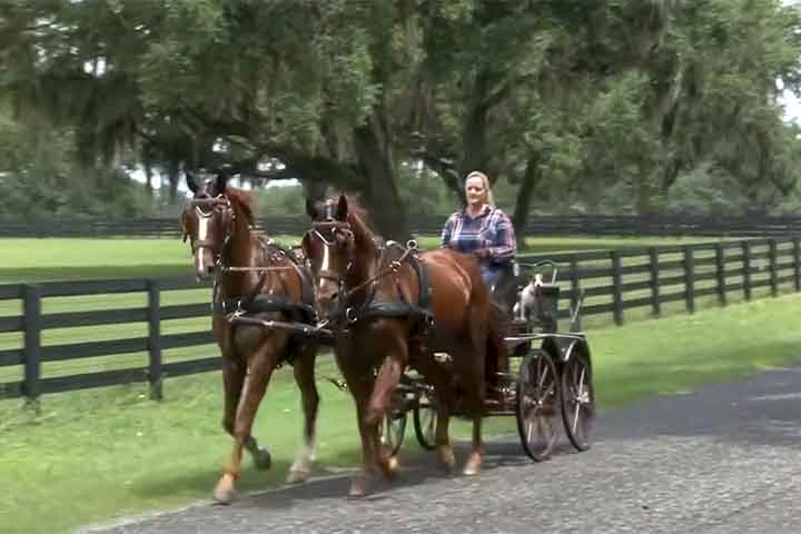 Afinal, o local abriga mais de 1.200 fazendas de cavalos e a maior população equina de um único condado dos Estados Unidos. Isso porque reúne cerca de 75 mil animais, dos quais quase metade é puro-sangue inglês. 
