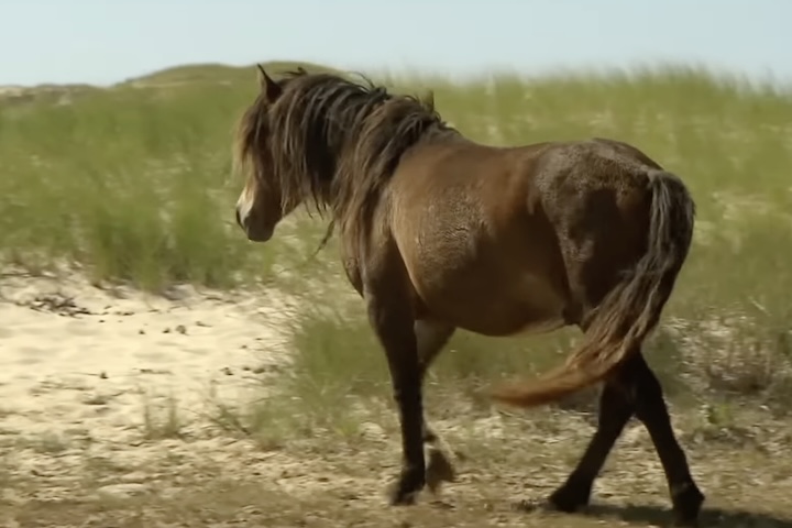 Sem predadores, muitos cavalos idosos acabam morrendo por inanição devido ao desgaste dentário. 