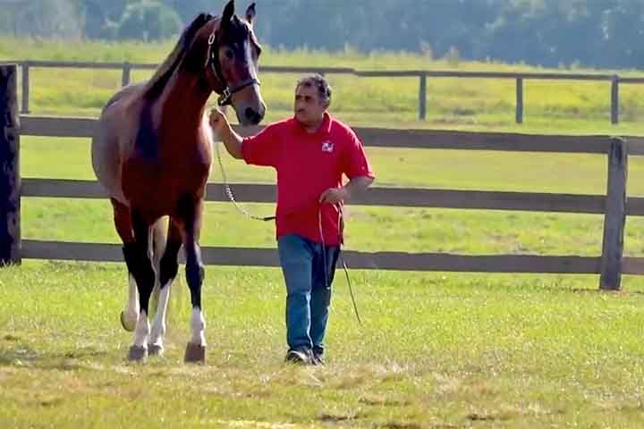 Cabe destacar que as fazendas da Flórida já produziram 52 campeões nacionais, 6 vencedores do Kentucky Derby, 7 do Preakness, 6 do Belmont, 28 campeões da Breeders’ Cup e 6 Cavalos do Ano. 