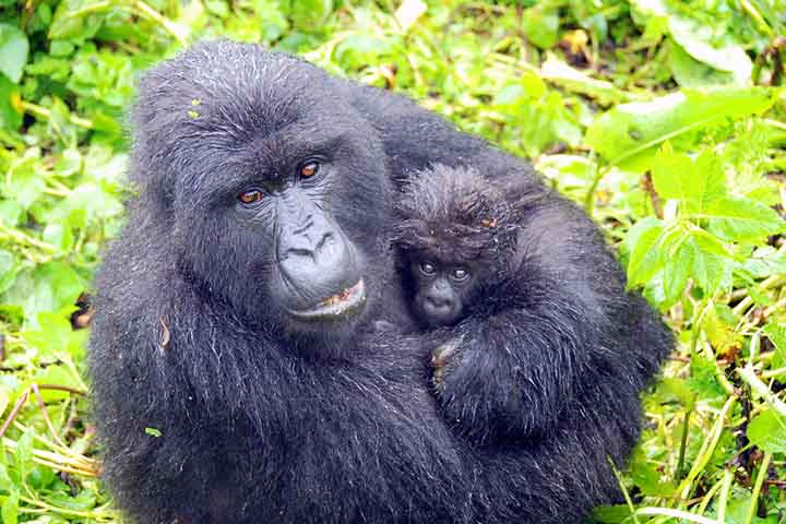 É dessa lógica que surge a chamada “hipótese da avó”. Segundo ela, após deixar de gerar novos descendentes, uma fêmea passa a direcionar seus esforços ao cuidado com os netos - o que, indiretamente, mantém viva sua herança genética. Essa teoria ajuda a explicar a menopausa em espécies com estruturas familiares complexas, como humanos e orcas.
