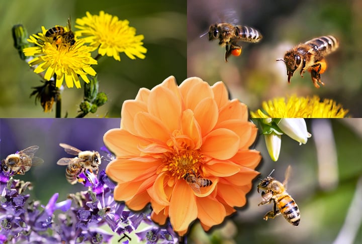 Mas todos sabem que nada poderá substituir a natureza à altura. E o bom mesmo é ter as abelhas! Então, a hora é de preservar. 
