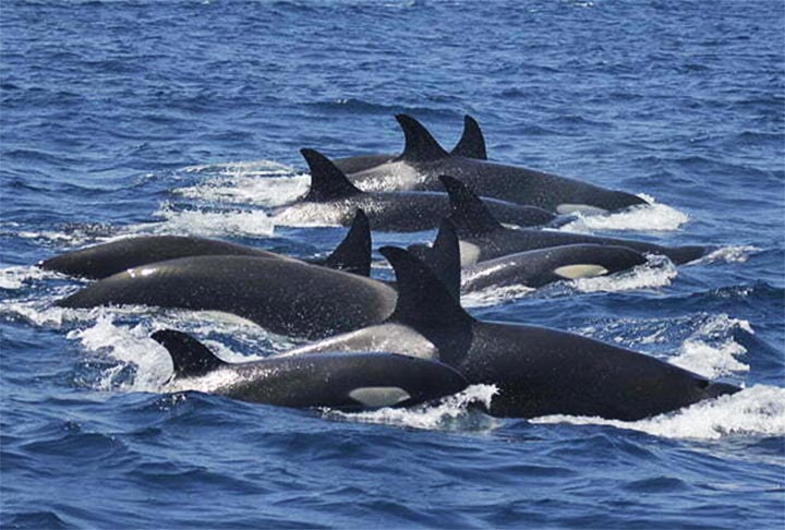 As orcas se espalham por diversas partes do mundo. Recentemente, o governo de Portugal proibiu barcos turísticos de se aproximarem desses animais.