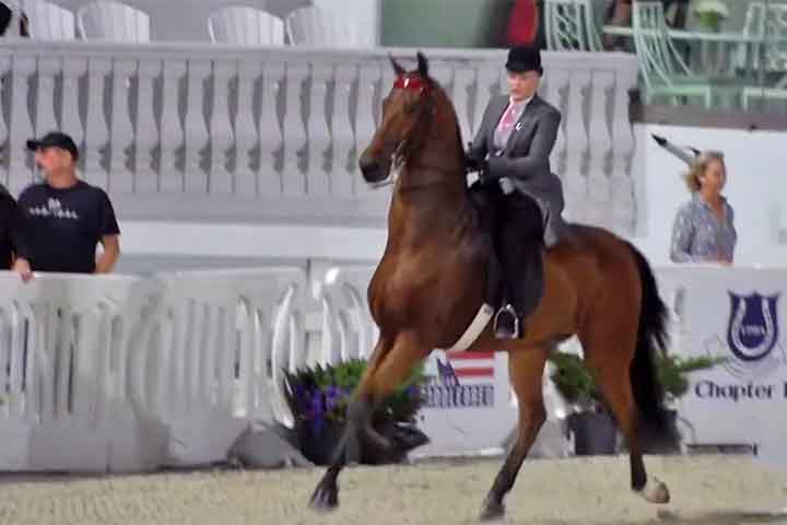 A Ocala Breeders Sales Company domina o mercado global de leilões juvenis, assim como detém 75% do mercado norte-americano de cavalos de corrida de 2 anos e gira mais de US$ 190 milhões por ano em vendas. 