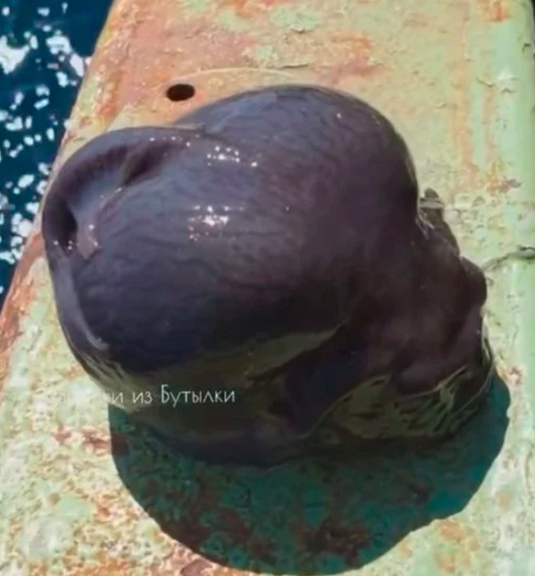 A imagem do peixe estranho foi compartilhada e viralizou nas redes sociais. Com o corpo inchado e uma pele gelatinosa, o animal chamou a atenção de muitas pessoas, que brincaram dizendo que se tratava de um peixe alienígena. 