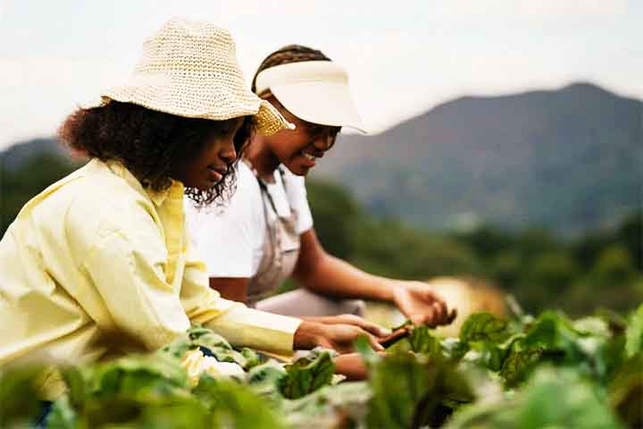 Os hóspedes podem participar de atividades como ordenha, colheita e preparo de alimentos locais. É uma opção mais intimista, para quem busca conexão com a cultura do campo.
