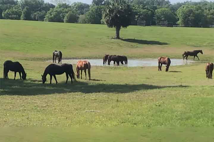 A entrada em muitos eventos no World Equestrian Center é gratuita, permitindo aos visitantes vivenciar a atmosfera equestre.