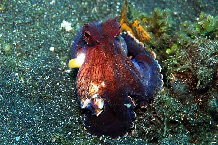 Em experimentos, braços de polvos foram capazes de realizar movimentos coordenados e até reações de busca alimentar mesmo após serem separados do corpo — um fenômeno que continua a intrigar os cientistas.