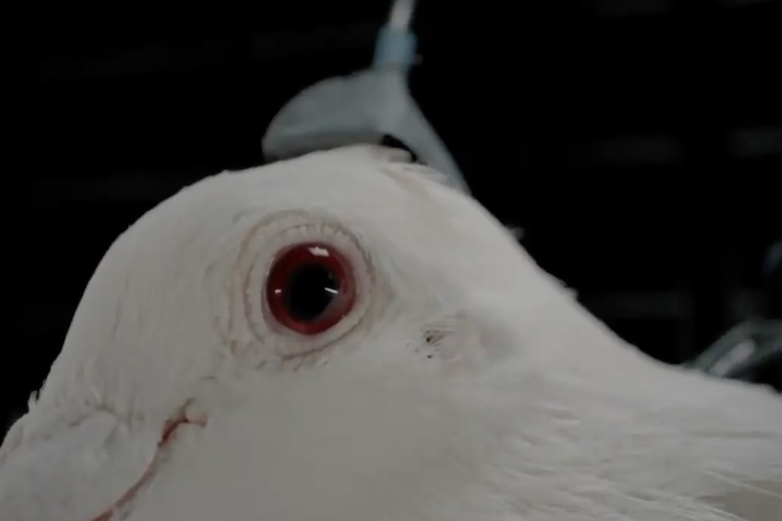 Além do uso em monitoramento ambiental e busca, as aves carregam câmeras de vigilância com borramento de rostos por meio de inteligência artificial.