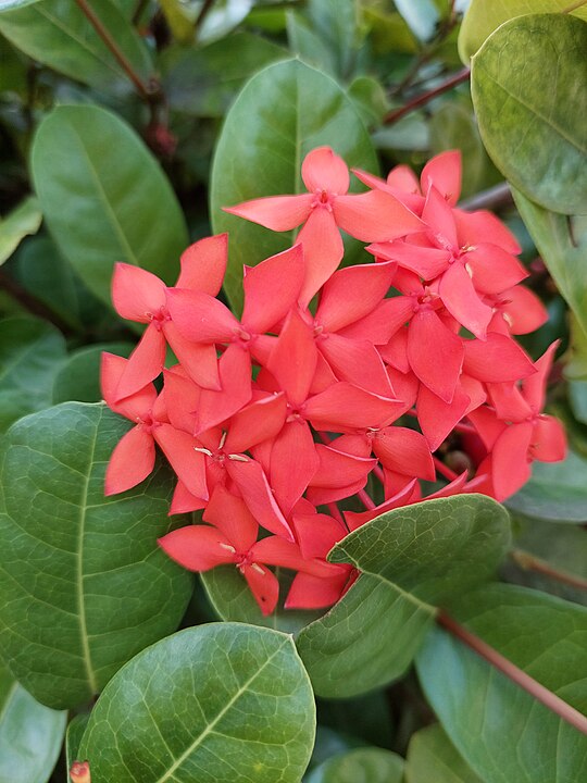 Ixora coccinea, ou ixora vermelha, tem origem na Índia e Sri Lanka. Cultivada em países como Brasil e Tailândia, adapta-se bem a climas tropicais e subtropicais. Suas flores, que surgem o ano todo, são pequenas e agrupadas em cachos, formando um belo contraste com a folhagem verde escura.